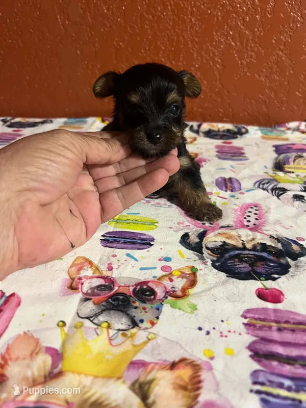 Zara – Yorkshire Terrier puppy for sale in Van Buren, AR