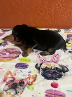 Zara, a female Yorkshire Terrier for sale in Van Buren, AR – 3 of 8