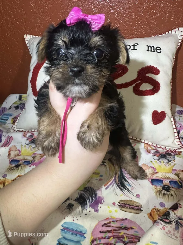 Paula Sue – Yorkshire Terrier puppy for sale in Van Buren, AR