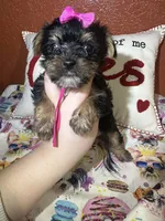 Paula Sue, a female Yorkshire Terrier for sale in Van Buren, AR – Photo 1 of 7