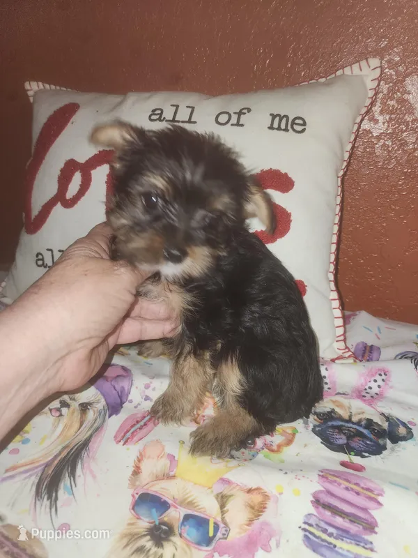 Paula Sue – Yorkshire Terrier puppy for sale in Van Buren, AR