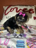 Paula Sue, a female Yorkshire Terrier for sale in Van Buren, AR – Photo 3 of 7