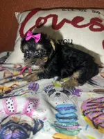 Paula Sue, a female Yorkshire Terrier for sale in Van Buren, AR – Photo 5 of 7