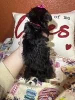 Paula Sue, a female Yorkshire Terrier for sale in Van Buren, AR – Photo 4 of 7