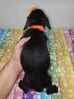 Winnie, a female Doxiepoo for sale in Van Buren, AR – 4 of 6