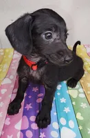 Lil Ann, a female Doxiepoo for sale in Van Buren, AR – 3 of 7