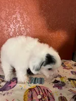 Mimi, a female Yorkipoo for sale in Van Buren, AR – 3 of 6