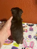 Mia, a female Yorkshire Terrier for sale in Van Buren, AR – 5 of 8