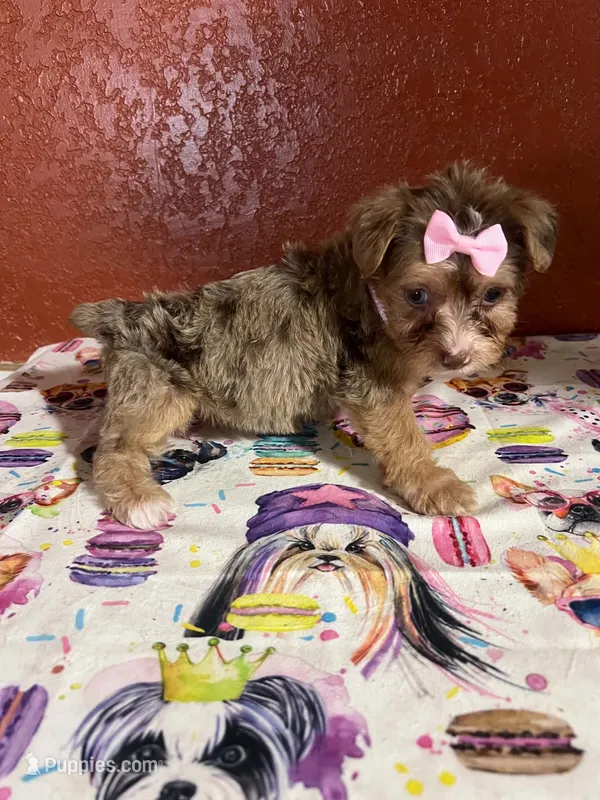 Babe – Yorkipoo puppy for sale in Van Buren, AR