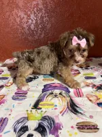 Babe, a female Yorkipoo for sale in Van Buren, AR – 1 of 7