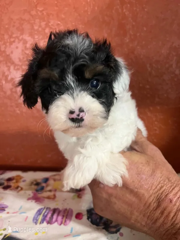 Ben – Yorkipoo puppy for sale in Van Buren, AR