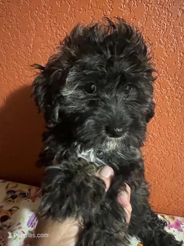 Keke – Yorkipoo puppy for sale in Van Buren, AR