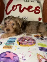 Tucker, a male Yorkshire Terrier for sale in Van Buren, AR – Photo 2 of 9