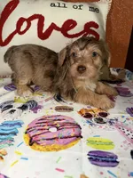 Tucker, a male Yorkshire Terrier for sale in Van Buren, AR – Photo 1 of 9
