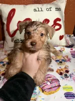 Tucker, a male Yorkshire Terrier for sale in Van Buren, AR – Photo 5 of 9