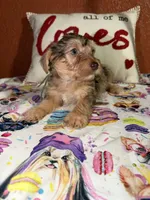Tucker, a male Yorkshire Terrier for sale in Van Buren, AR – Photo 4 of 9