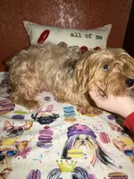 Tucker, a male Yorkshire Terrier for sale in Van Buren, AR – Photo 8 of 9