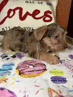 Tucker, a male Yorkshire Terrier for sale in Van Buren, AR – Photo 3 of 9