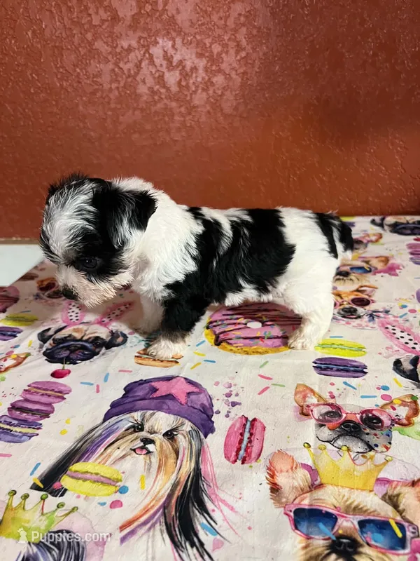 Mouser  – Yorkshire Terrier puppy for sale in Van Buren, AR