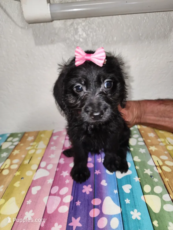 Gigi, a female Doxiepoo for sale in Van Buren, AR – 1 of 6