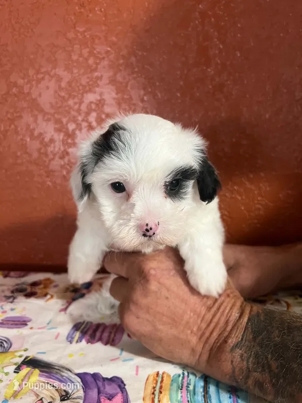 Mimi – Yorkipoo puppy for sale in Van Buren, AR