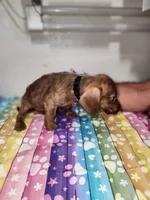 Wally, a male Doxiepoo for sale in Van Buren, AR – 3 of 6