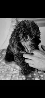 Rolo, a male Doxiepoo for sale in Van Buren, AR – 6 of 6