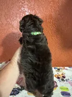 Max, a male Yorkipoo for sale in Van Buren, AR – 3 of 7