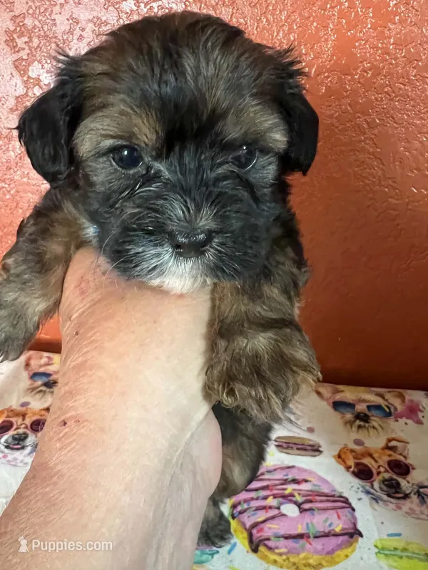 Scout – Yorkipoo puppy for sale in Van Buren, AR