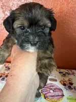 Scout, a male Yorkipoo for sale in Van Buren, AR – 1 of 7