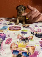 Harper, a female Yorkshire Terrier for sale in Van Buren, AR – 3 of 10