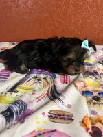 Lainey, a female Yorkshire Terrier for sale in Van Buren, AR – 2 of 8