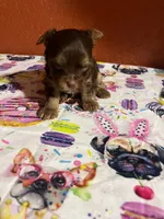 Finn, a male Yorkshire Terrier for sale in Van Buren, AR – 2 of 8