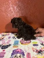 Max, a male Yorkipoo for sale in Van Buren, AR – 5 of 7