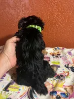 Tucker, a male Yorkshire Terrier for sale in Van Buren, AR – 3 of 8