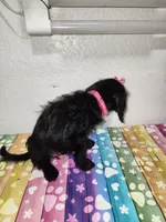 Gigi, a female Doxiepoo for sale in Van Buren, AR – 3 of 6
