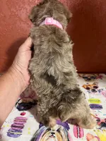 Babe, a female Yorkipoo for sale in Van Buren, AR – 5 of 7