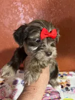 Jobe, a female Yorkipoo for sale in Van Buren, AR – 3 of 7