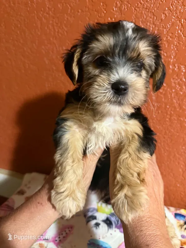 Bear – Yorkipoo puppy for sale in Van Buren, AR