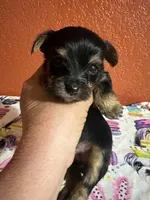 Zara, a female Yorkshire Terrier for sale in Van Buren, AR – 4 of 8