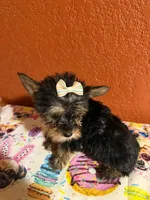 Diva, a female Yorkipoo for sale in Van Buren, AR – 3 of 5