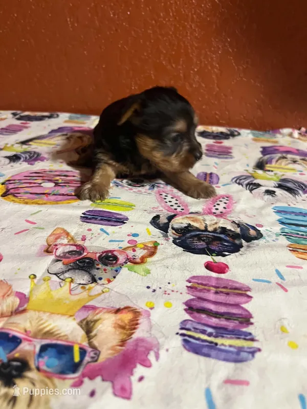 Suki – Yorkshire Terrier puppy for sale in Van Buren, AR