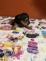 Suki, a female Yorkshire Terrier for sale in Van Buren, AR – 1 of 8