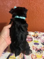 Lainey, a female Yorkshire Terrier for sale in Van Buren, AR – 3 of 8