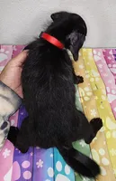 Lil Ann, a female Doxiepoo for sale in Van Buren, AR – 4 of 7