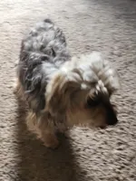 Piper, a female Yorkipoo for sale in Van Buren, AR – 7 of 8