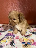 Rowdy, a male Yorkipoo for sale in Van Buren, AR – 2 of 7