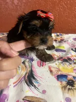 Lexi, a female Yorkshire Terrier for sale in Van Buren, AR – 2 of 8