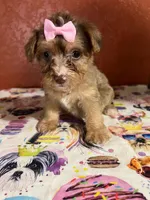 Babe, a female Yorkipoo for sale in Van Buren, AR – 2 of 7
