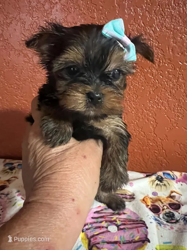 Lainey – Yorkshire Terrier puppy for sale in Van Buren, AR